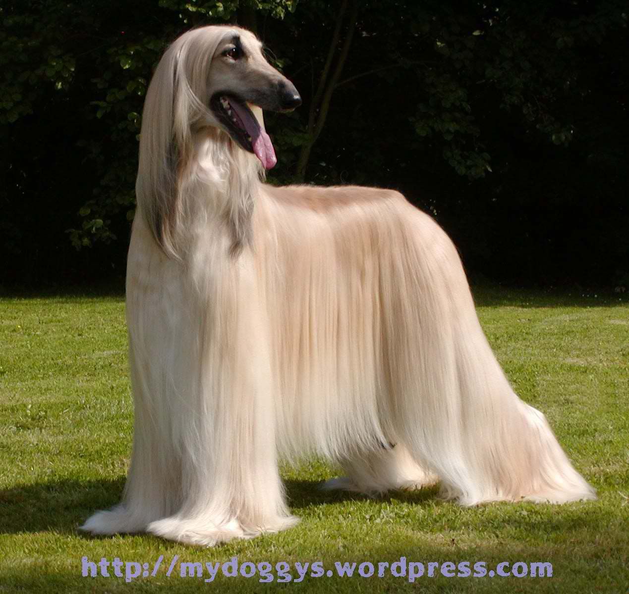 Afghan Hound 3 My Style Pinterest Afghan Hound Dog And Animal