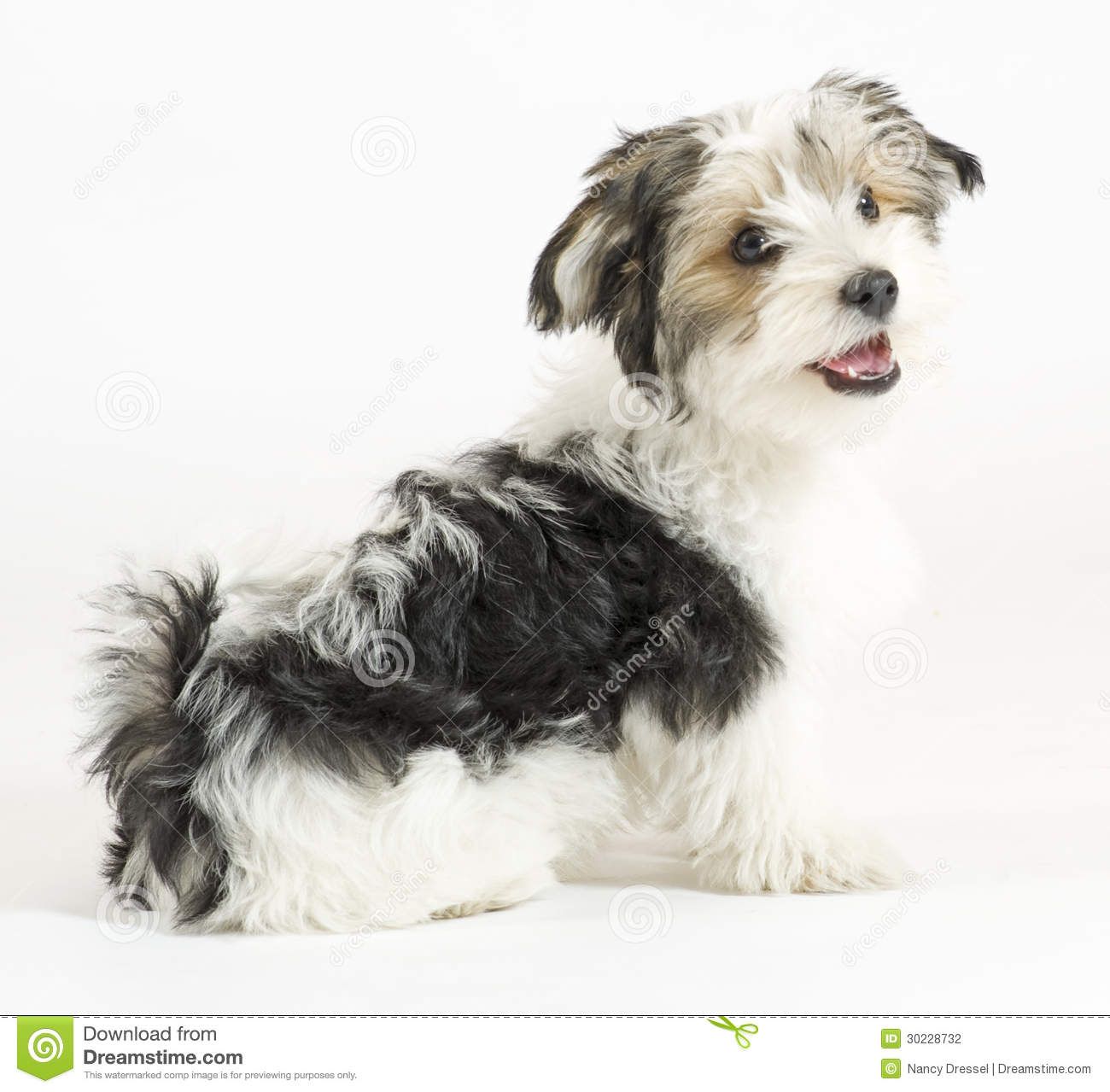 Long Haired Rat Terrier Mix Google Search Cute Dogs