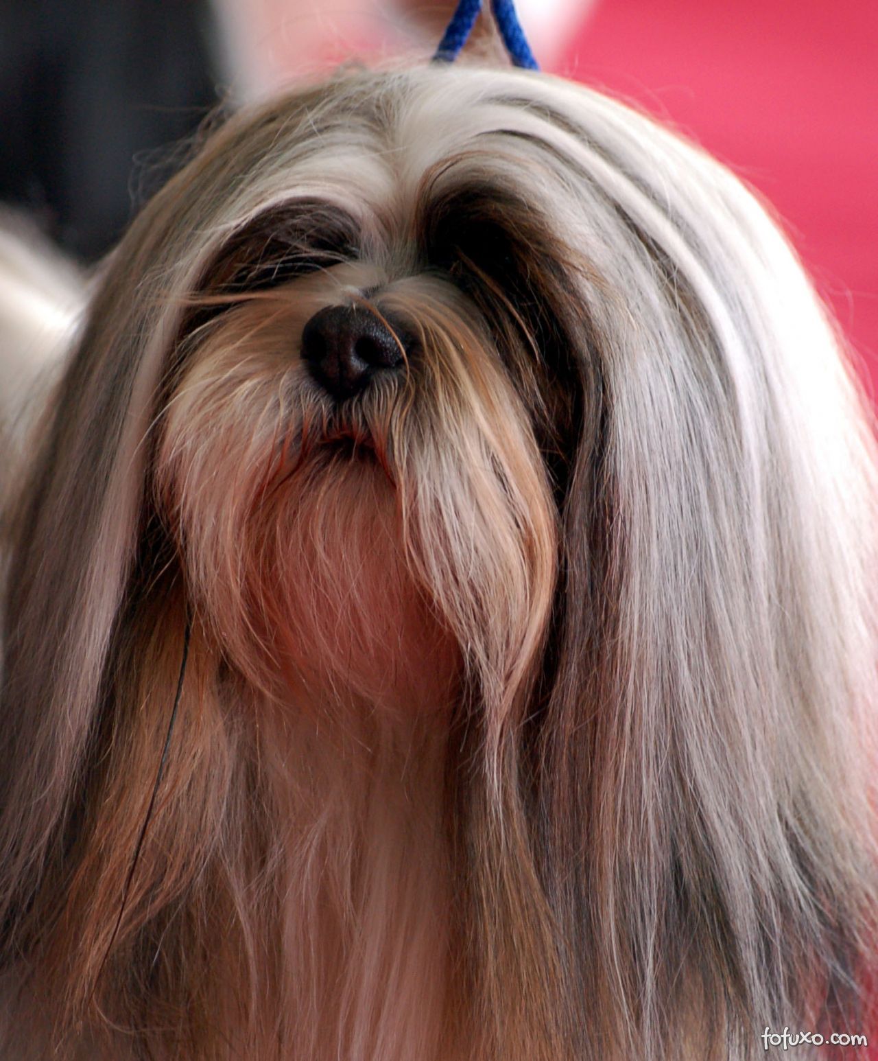 Long Haired Lhasa LLASSO APSO Pinterest Lhasa Lhasa Apso