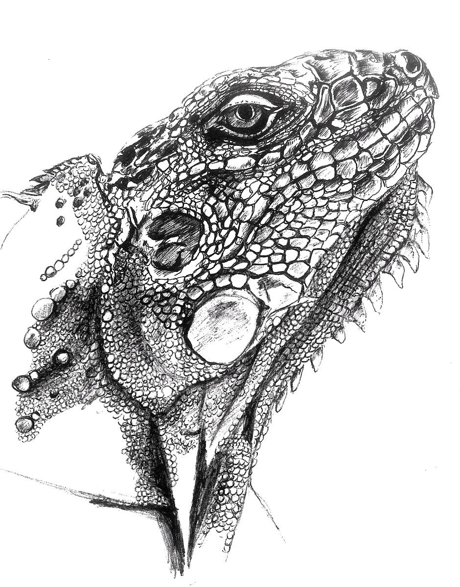 Lizard drawing, sketch Pencil | Lizard, Pencil drawings, Animal drawings