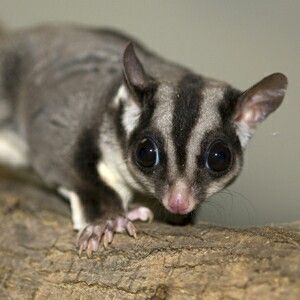 Sugar Glider!!!!! So Cute! Lincoln Park Zoo, My Little Baby, Pet Care ... - 96106355760f11b5a1e456e6e7Dbc50D