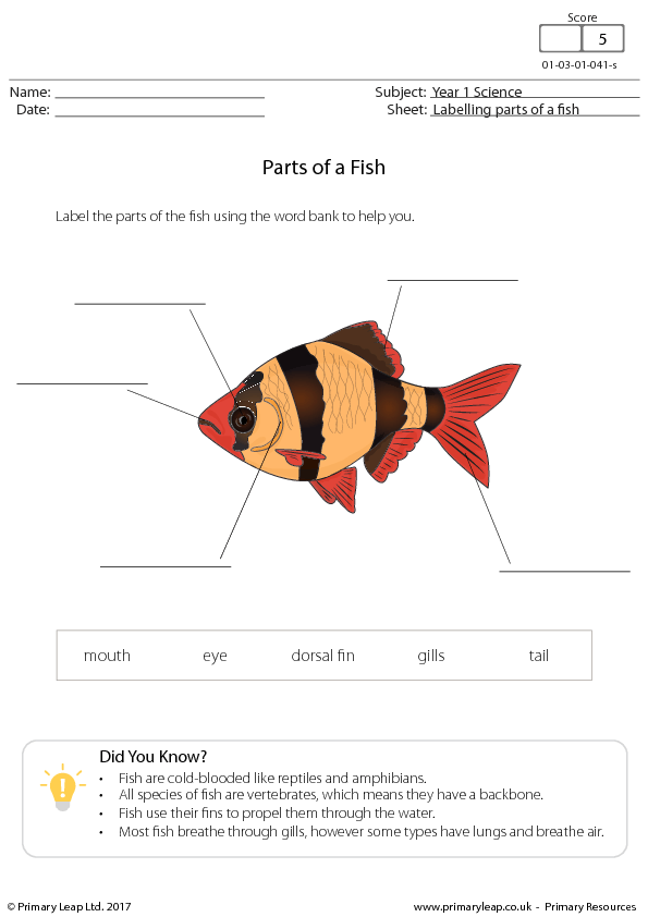 Fish Morphology Worksheet