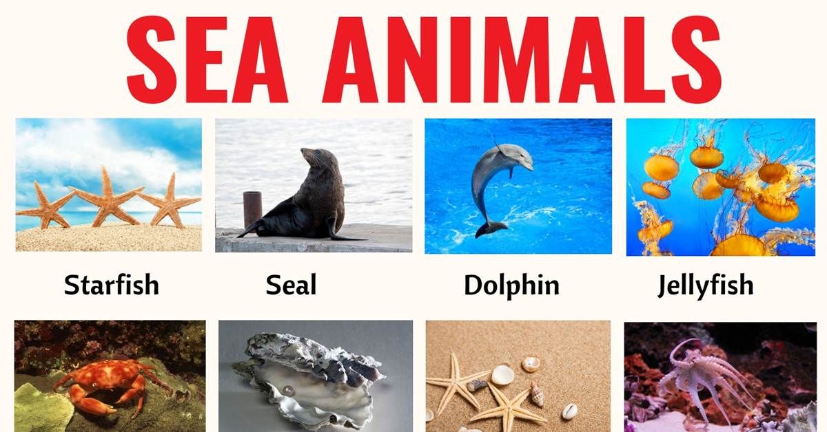 Sea Animals Pictures With Names For Kids