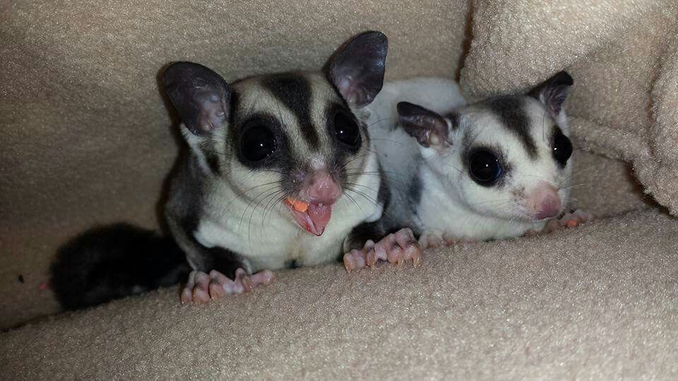 Pin by Cheryl Shaffer on I Love Sugar Gliders - B35D19a26ee23aa901bbb2acDb8481D1