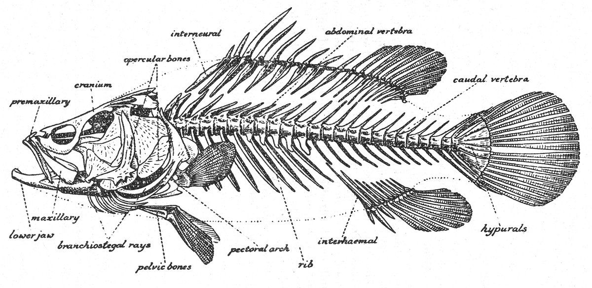 About the anatomy of fishes and identifying a fish to family. | Fish ...