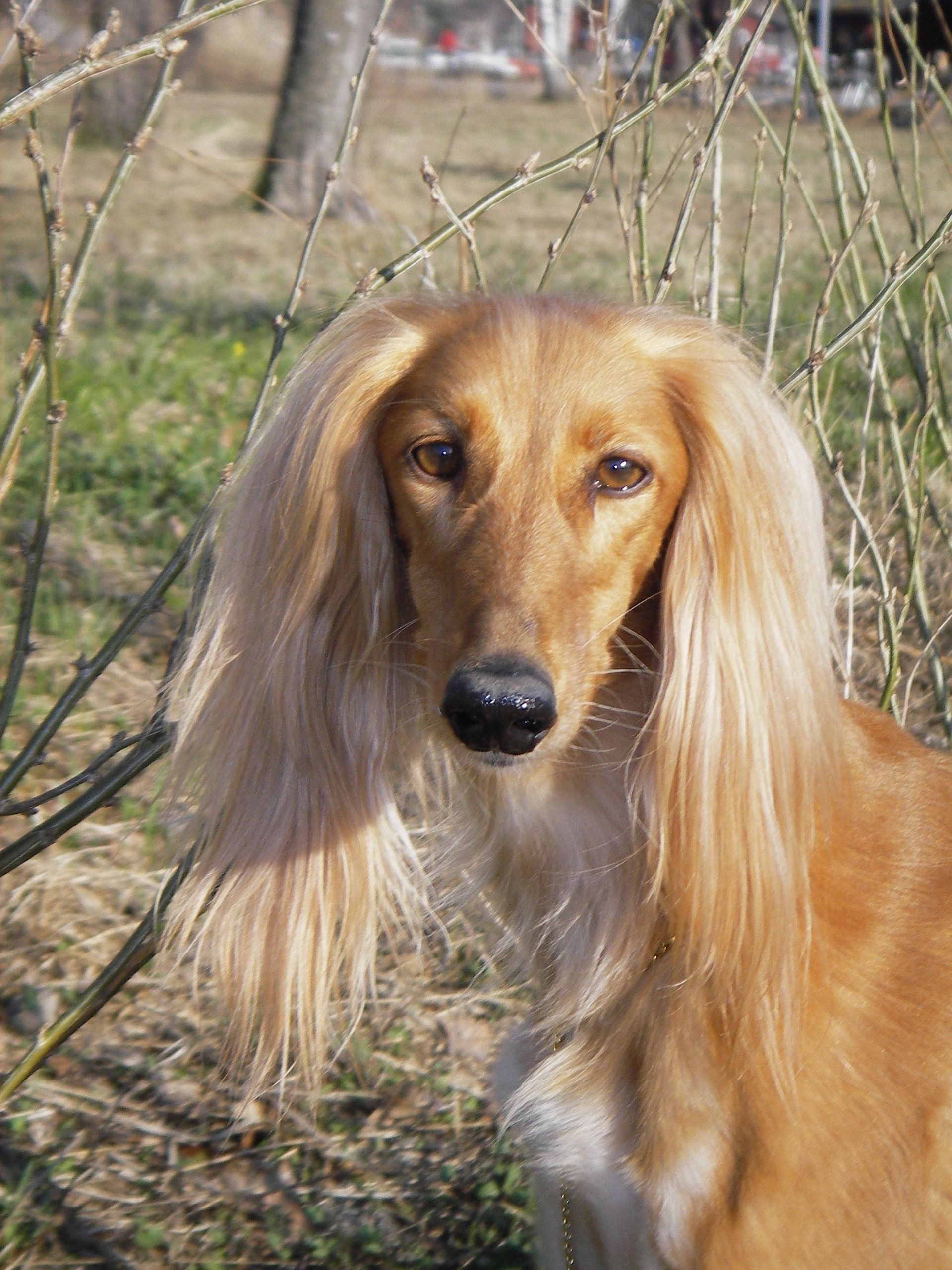 IMGP0988 Vasilissa060423jpg 19202560 Saluki Persian