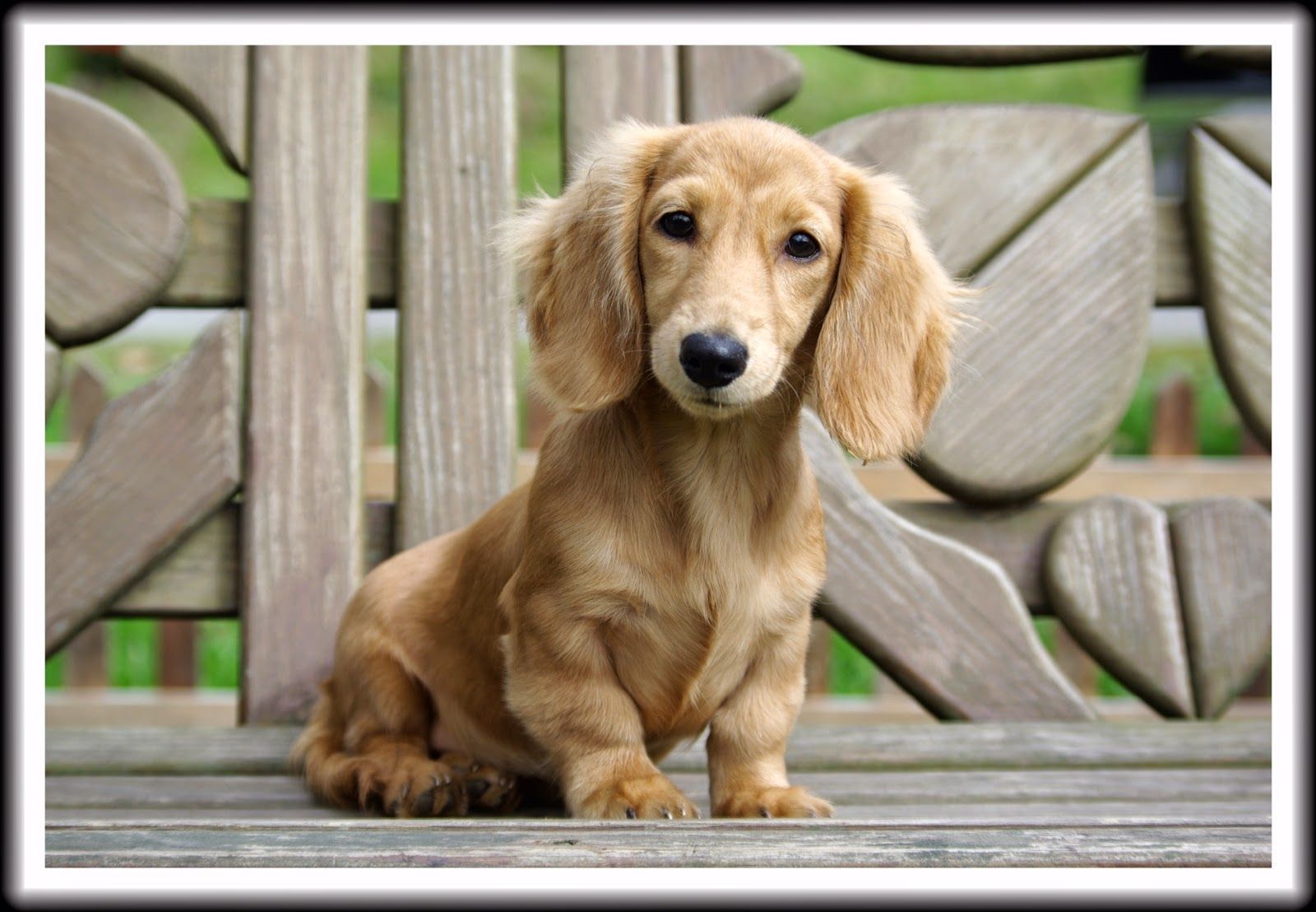 English Cream Long Haired Miniature Dachshund English Cream