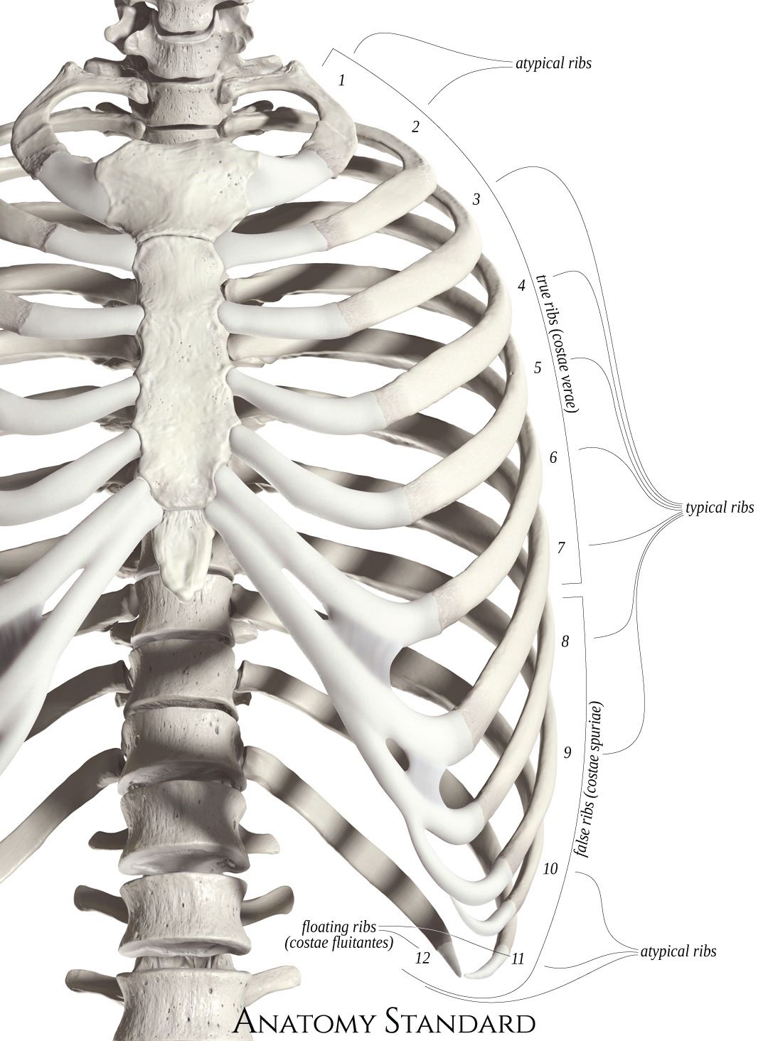 Classification of human ribs | Anatomy bones, Body anatomy, Human ribs