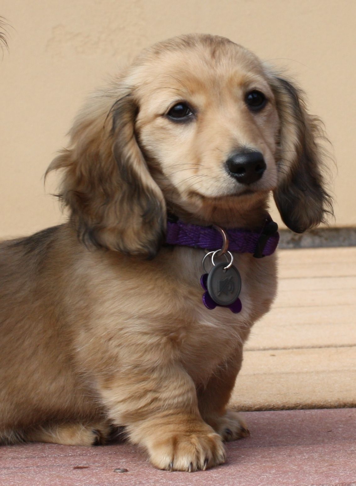 Chloe Longhaired Shaded Cream Miniature Dachshund Dog Love