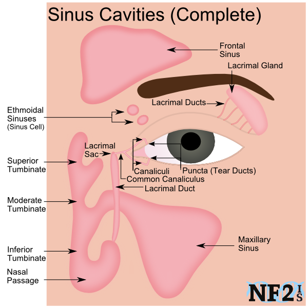 Sinuses Medlineplus Medical Encyclopedia Image - vrogue.co