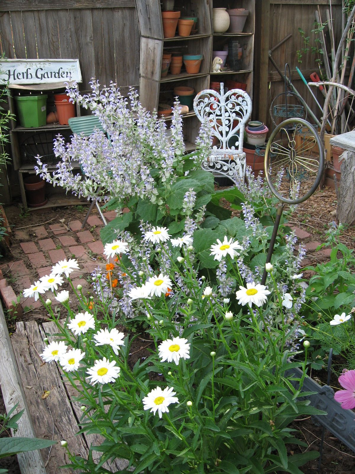 Daisies and Clary Sage. Clary Sage, Daisies, Garden, Plants, Salvia ...