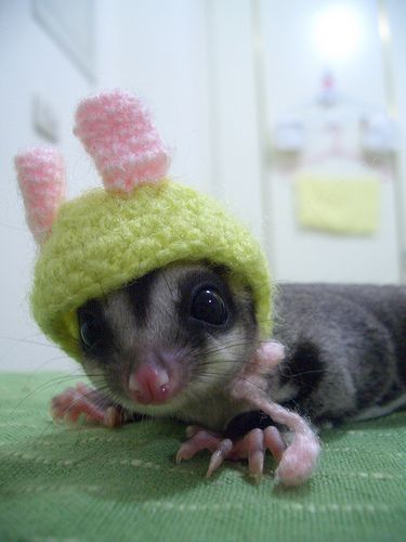 Cute liddle baby sugar glider! - E107882cD2c2Db04caeeb51cb4e75b5a