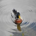 Ente im Wasser