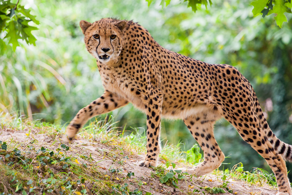 Gepard