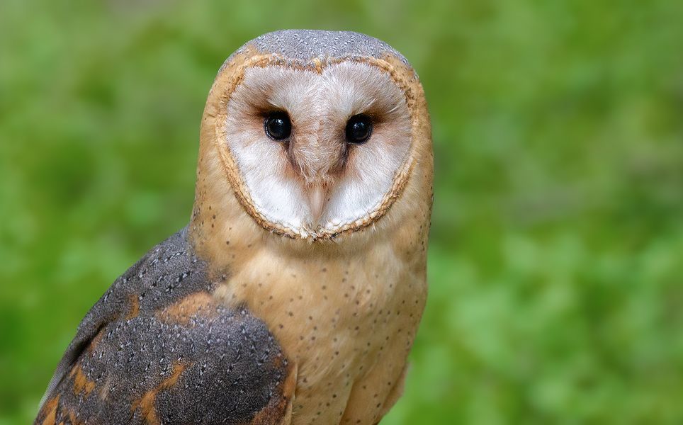 Schleiereulen-Portrait