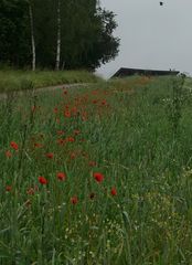 Und der Vogel sah den Mohn und freute sich