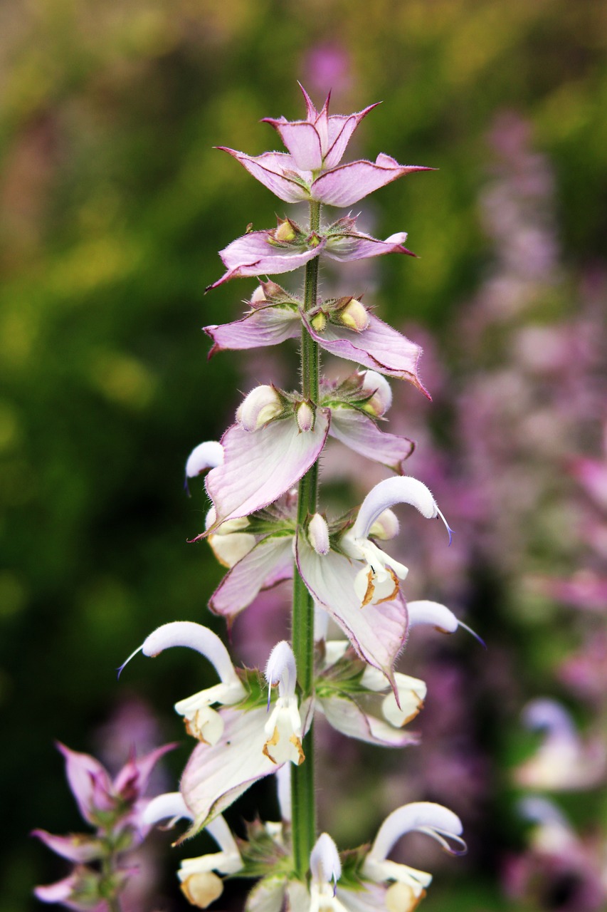 20+ Free Clary Salvie & Clary Sage Images - Pixabay