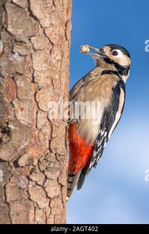 Großer Buntspecht, Weibchen (Dendrocopos major) Great Spotted Woodpecker, female • Baden-Württemberg, Deutschland Stock Photo