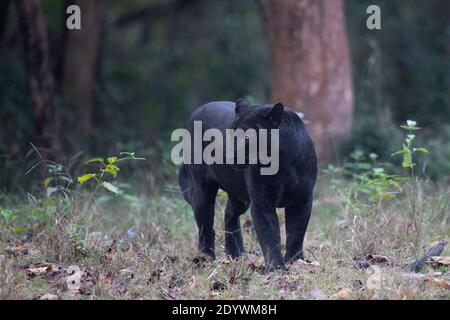 A Black Panther - Nagarhole National Park, India Stock Photo