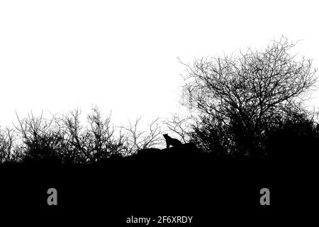 black and white image of Indian wild leopard or panther standing on big rock on hill at ranthambore national park or tiger reserve india - panthera pa Stock Photo