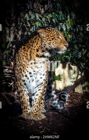 A leopard, Panthera pardus, panther standing, portrait Stock Photo