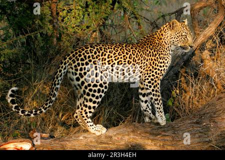 African Leopard Niche leopards (Panthera pardus), Predators, Mammals, Animals, Leopard 42 month old female standing on fallen log, Sabi Sands Game Stock Photo