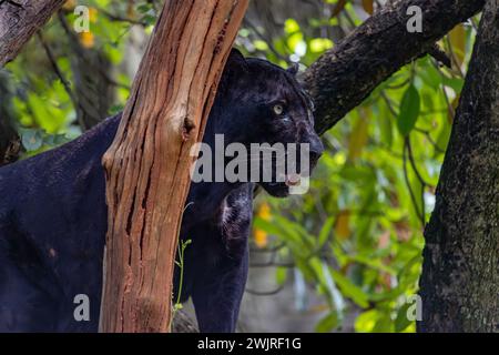 Indochinese black leopard (Panthera pardus delacouri) standing on a tree branch Stock Photo