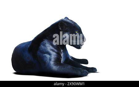 black panther isolated on white background Stock Photo