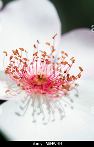 Selective focus shot of a white Anemone flowering plant growing in the ...