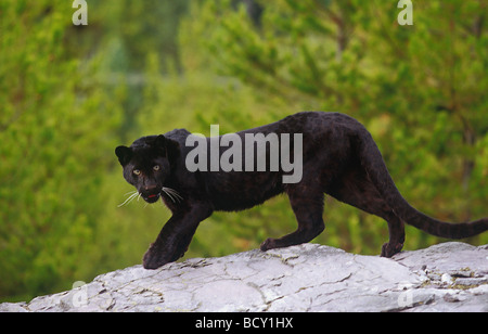 Panthera pardus asia Stock Photo