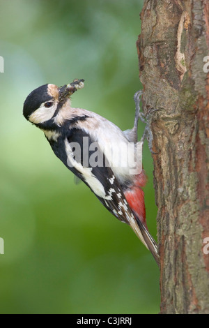 Buntspecht, Weibchen bringt Futter zur Nisthoehle, Dendrocopos major, Great spotted woodpecker, female brings food, nest Stock Photo