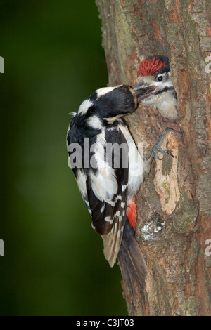 Buntspecht, Weibchen fuettert Jungvogel, Dendrocopos major, Great spotted woodpecker, female, feeding Stock Photo