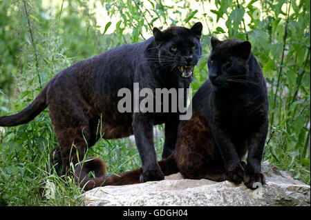 Black Panther, panthera pardus, Adults on Rock Stock Photo