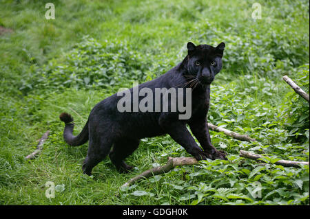 Black Panther, panthera pardus Stock Photo