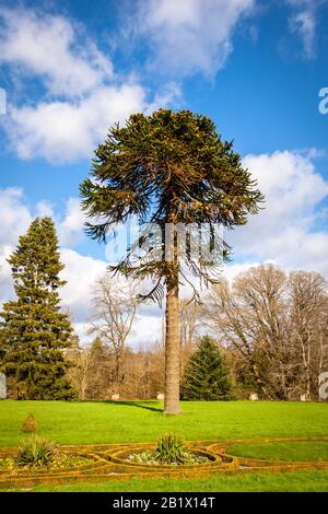 Araucaria araucana wird im Allgemeinen Affenrätselbaum, Affenschwanz, piñonero oder chilenische Kiefer genannt Stockfoto