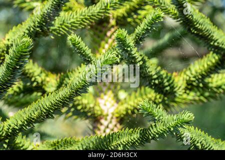 Araucaria araucana, allgemein als der Affe Puzzle-Baum, Affe Schwanz Baum, Pinonero, Zinn oder chilenischen Kiefer Stockfoto