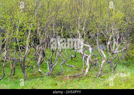 Weißer Birkenhain (Betula papyrifera) mit verdrehten Baumstämmen, in der Nähe von St. Anthony, Neufundland und Labrador NL, Kanada Stockfoto