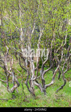 Weißer Birkenhain (Betula papyrifera) mit verdrehten Baumstämmen, in der Nähe von St. Anthony, Neufundland und Labrador NL, Kanada Stockfoto