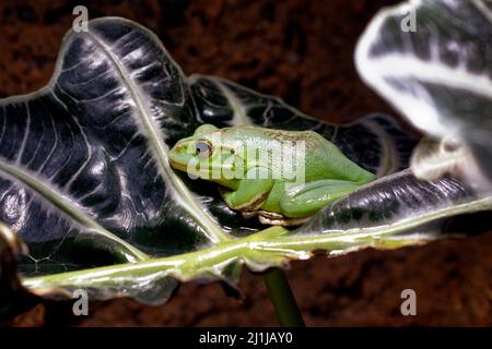 Chinesischer fliegender Frosch - Rhacophorus dennysi Stockfoto