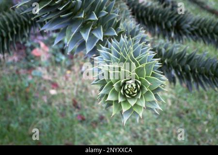 Nahaufnahme des Zweigs eines Araucaria araucana (häufig Affen-Puzzle-Baum, Affenschwanz-Baum, chilenische Kiefer oder Pehuén genannt). Stockfoto