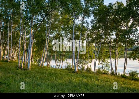 Kleiner Hain von weißer Birke (Betula Papyrifera), auch bekannt als Papierbirke oder Kanu Birke, am Ufer der Küste von Maine bei Sonnenuntergang Stockfoto