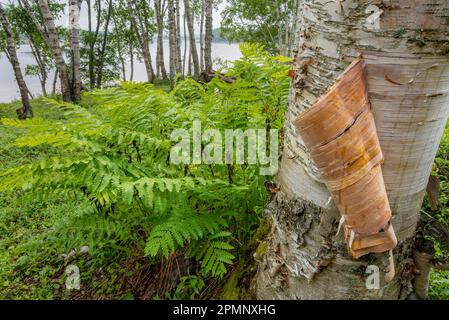 Baumrinde Schälung einer Birke mit Farnen, die an der Basis des Baumes in einem kleinen Hain von weißen Birkenbäumen (Betula Papyrifera) am Ufer wachsen... Stockfoto