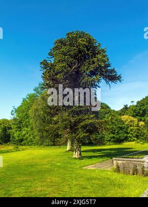 Araucaria araucana, auch bekannt als Affen-Puzzle-Baum, Affen-Schwanz-Baum, piñonero, Pewen oder Chilenische Kiefer, ist ein immergrüner Baum, der zu einem Stamm wächst Stockfoto