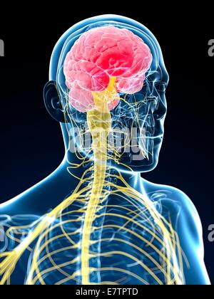 Menschliche Gehirn Anatomie, Computer-Grafik. Stockfoto