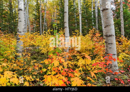 Buntes Herbstlaub kontrastiert mit der weiße Birke Rinde, Pinkham Kerbe, White Mountain National Forest, Coos Co., NH Stockfoto