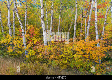 Buntes Herbstlaub kontrastiert mit den weißen Birkenrinde, Coos County, Pinkham Kerbe, White Mountain National Forest, NH Stockfoto