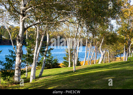 Paper birch entlang eines Flusses in ländlichen Prince Edward Island, Kanada. Stockfoto