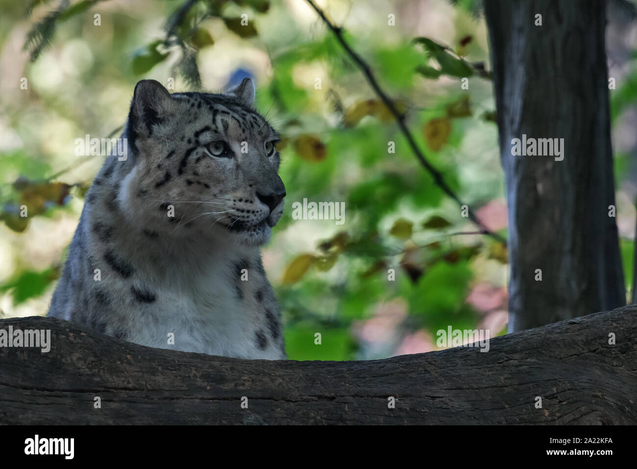 Snow Leopard (Uncia uncia) Stock Photo