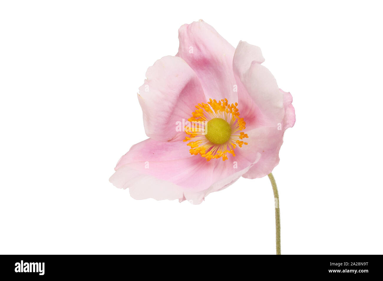 Pastel pink Japanese anemone flower isolated against white Stock Photo ...