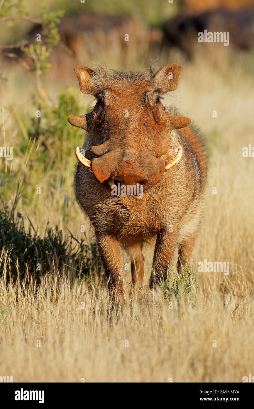 A large warthog (Phacochoerus africanus) in natural habitat, South Africa Stock Photo